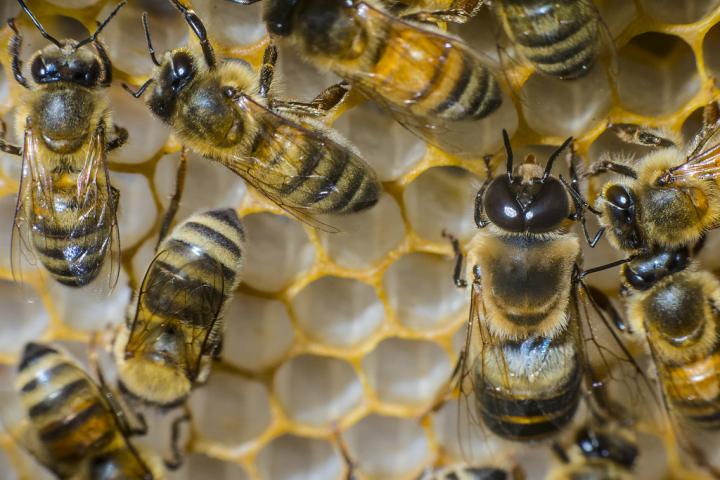 bee colony decline US FarmersGov