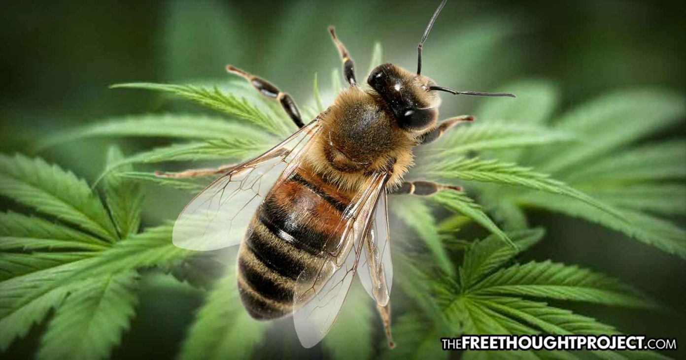bee-hemp-1392x731 bee-hemp-1392x731