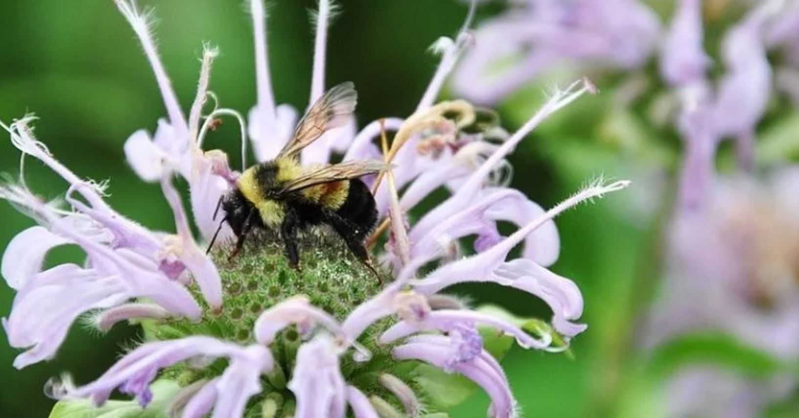 bee support TMU