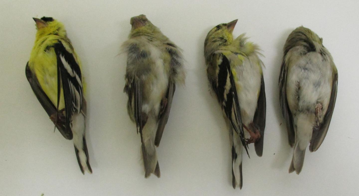birds killed by pesticides