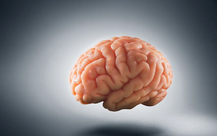 brain TT brain TT