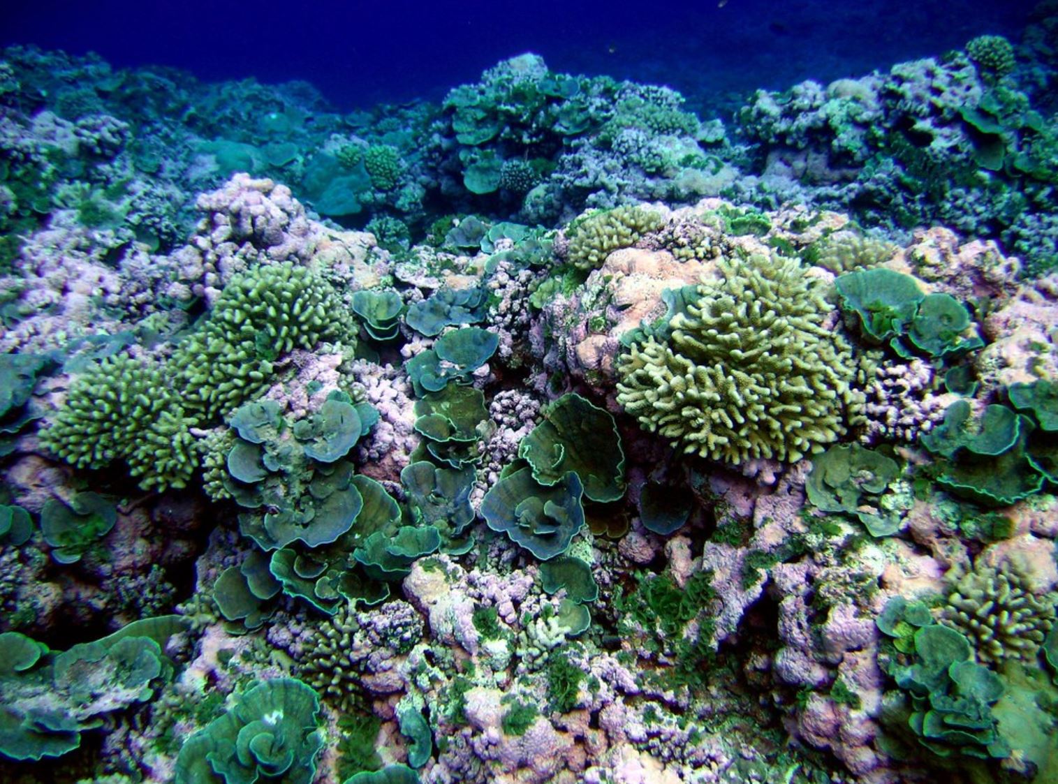 coral reef conversation