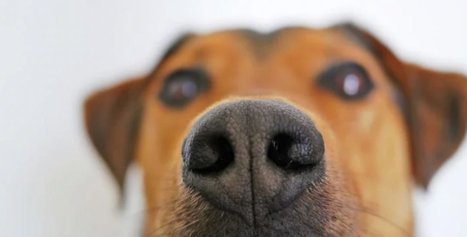 dogs sniff cancer TMU dogs sniff cancer TMU