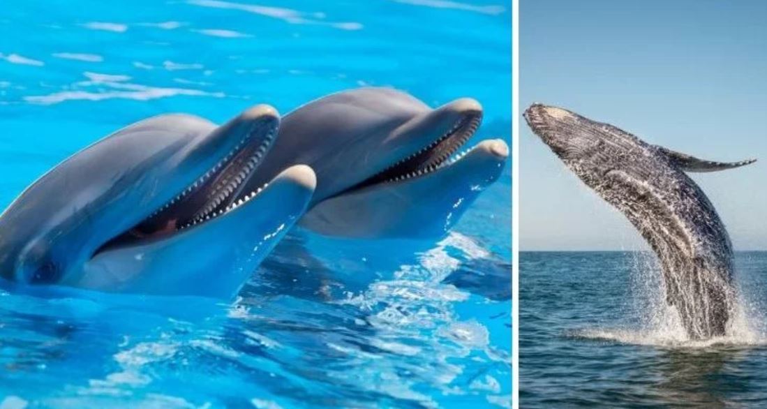 dolphins TMU