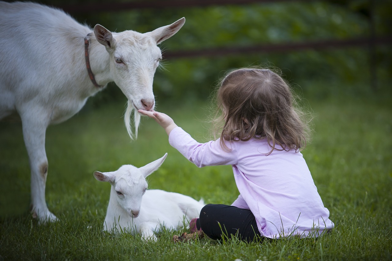 goat milk baby formula pixabay