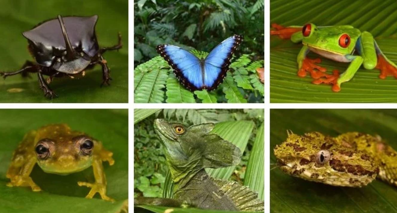 honduras rainforest TMU