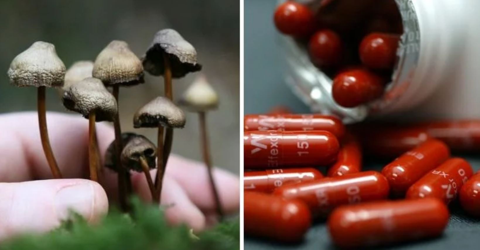 magic mushrooms big pharma TMU magic mushrooms big pharma TMU