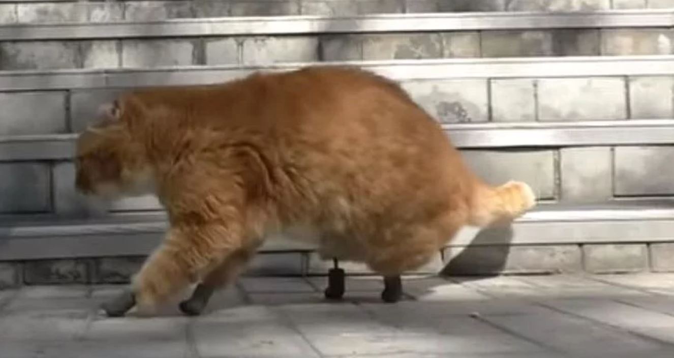 titanium cat TMU