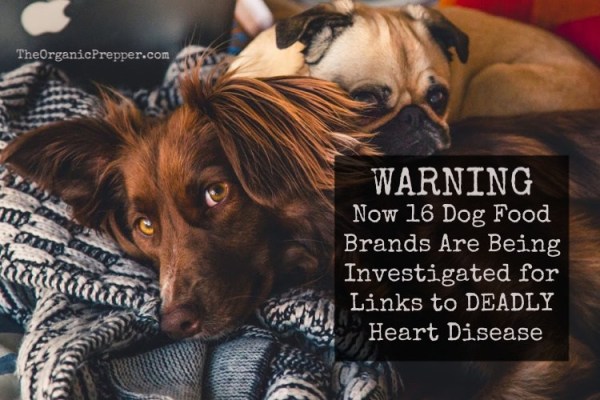 16-brands-of-dog-food 16-brands-of-dog-food