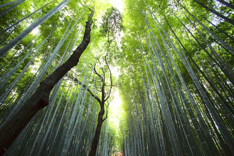 Nature-Trees