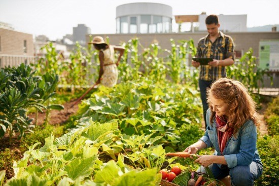 RNgardening RNgardening