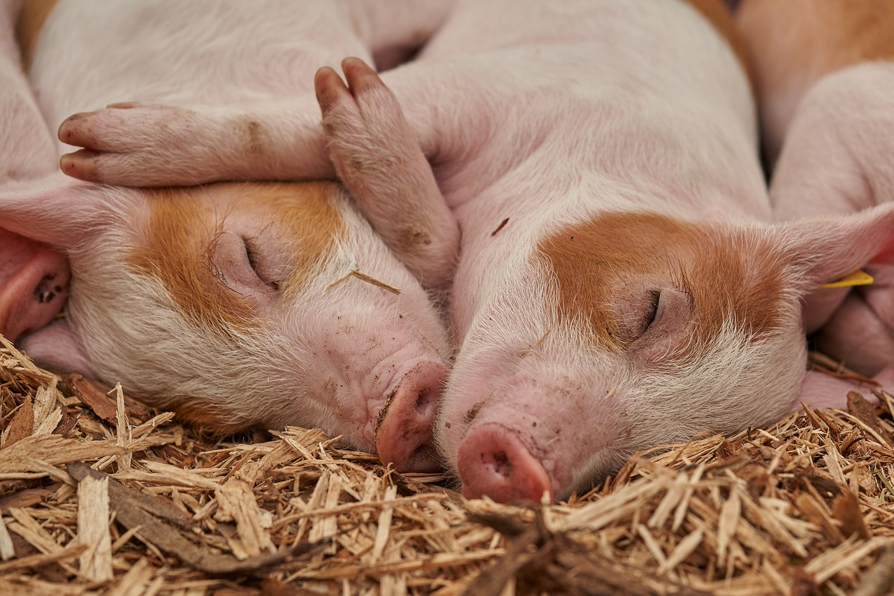 barnyard livestock gut health