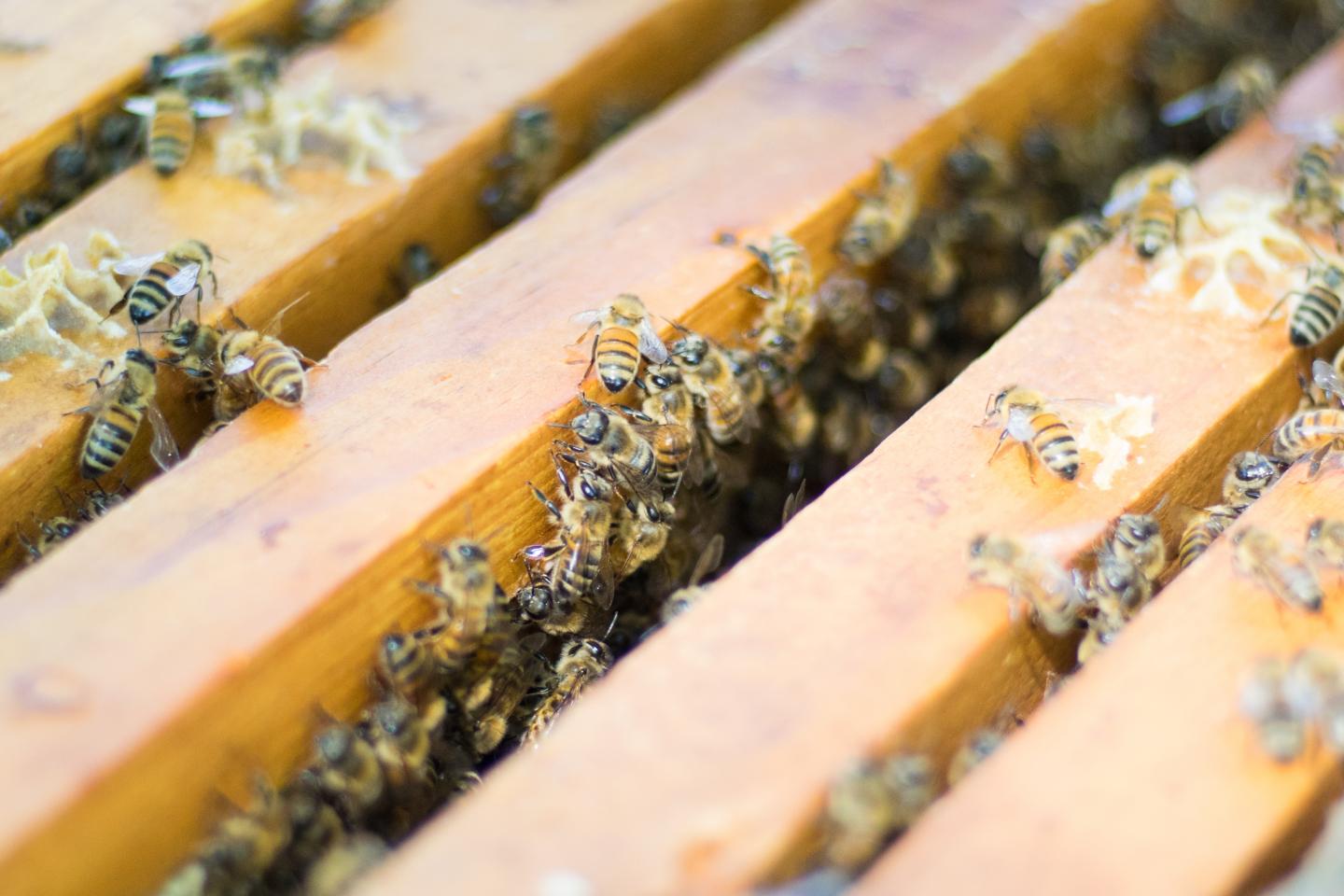 beekeeping