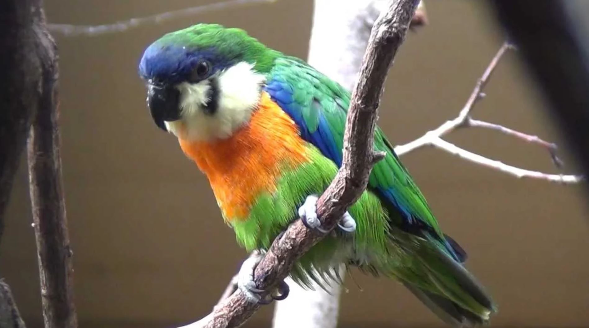 bird TMU