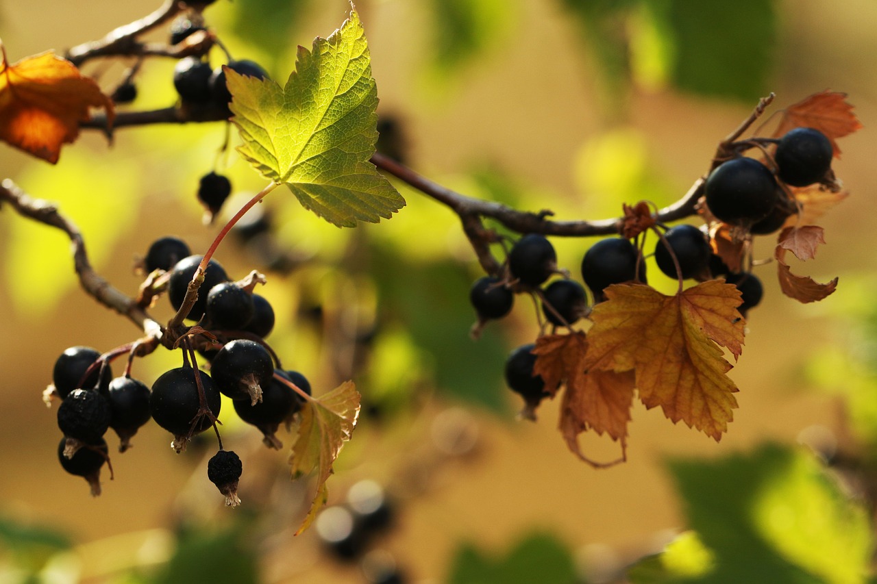 blackcurrant-3566439_1280 blackcurrant-3566439_1280