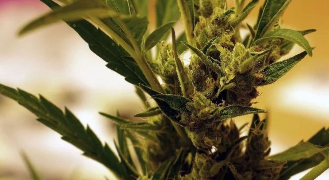 cannabis TMU cannabis TMU