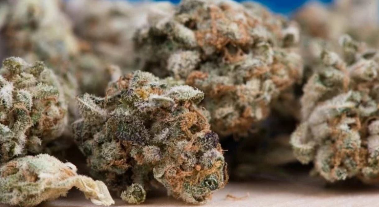 cannabis pain TMU