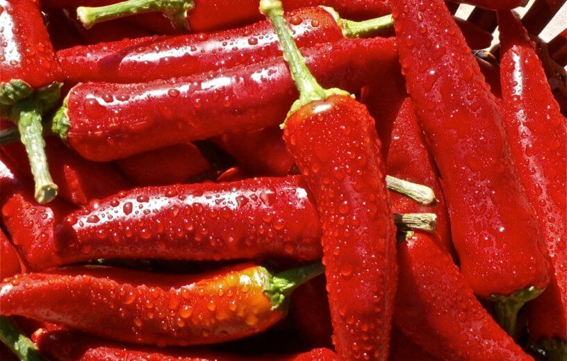 chili-peppers-close-up-red-63603-816x520