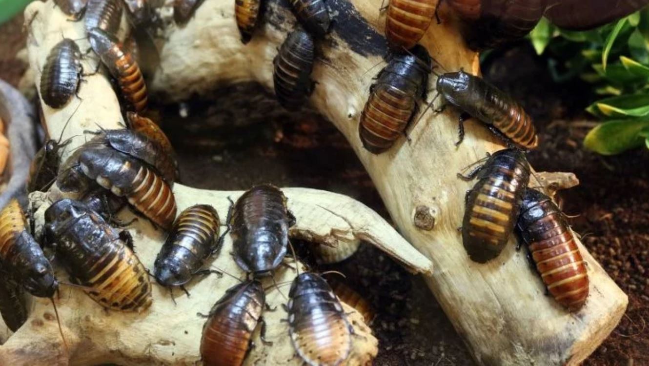 cockroach pixabay cockroach pixabay