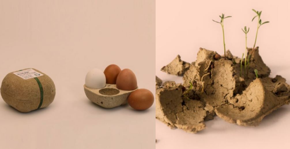 egg carton plant TT