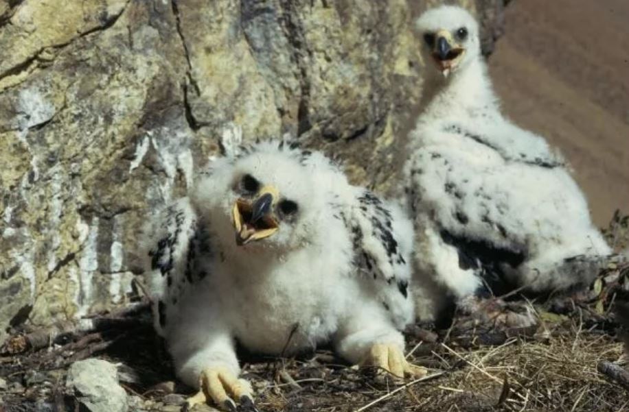golden eagle chicks TMU golden eagle chicks TMU