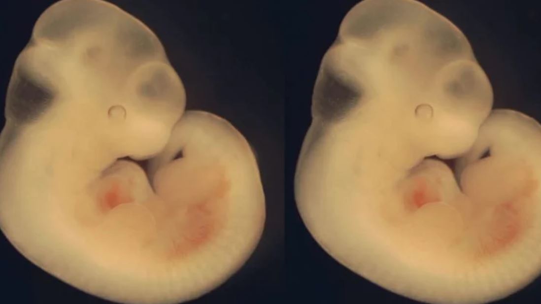 human animal hybrid TMU
