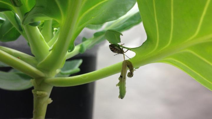 natural pest control farms