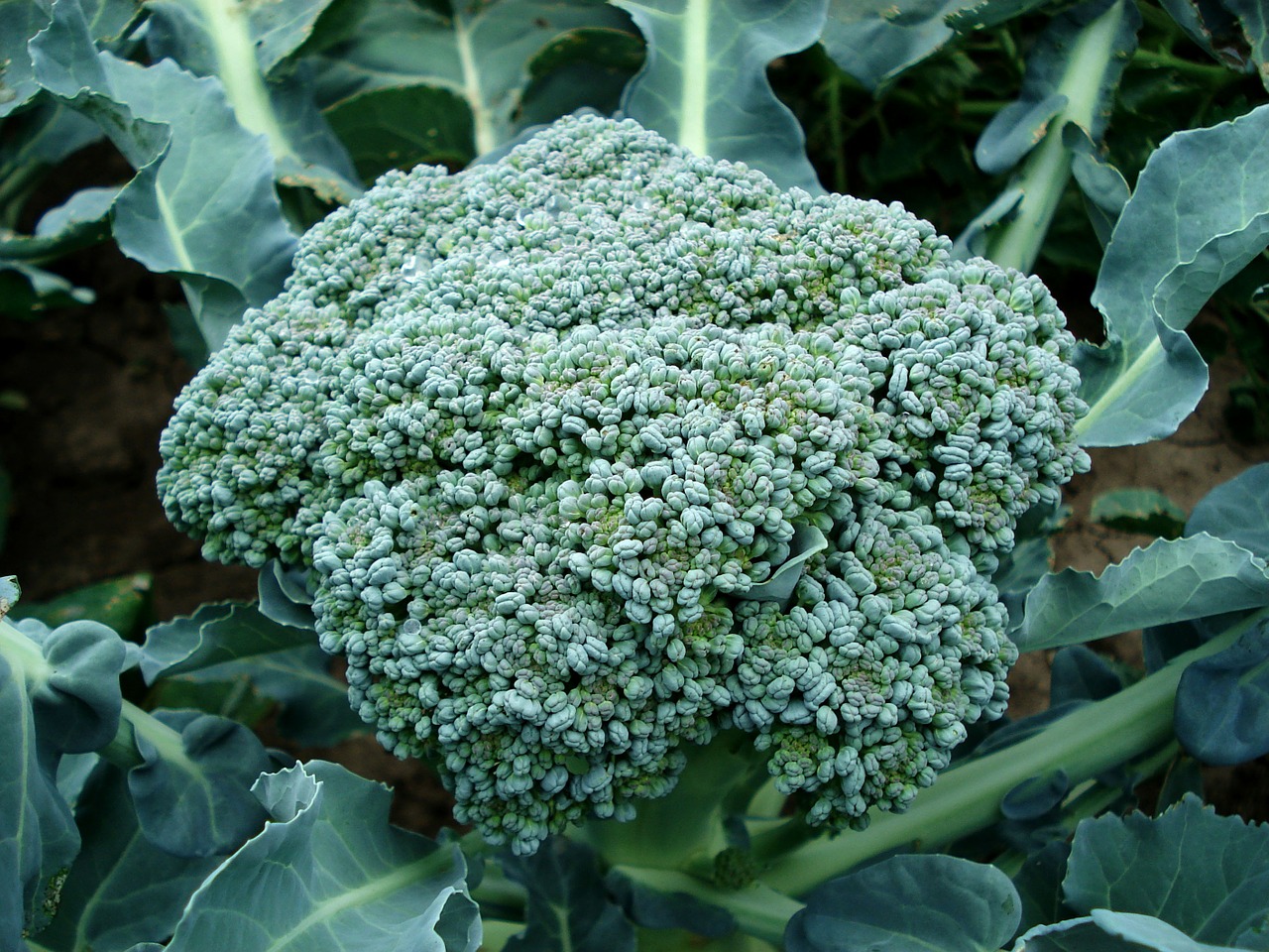 organic pest control broccoli