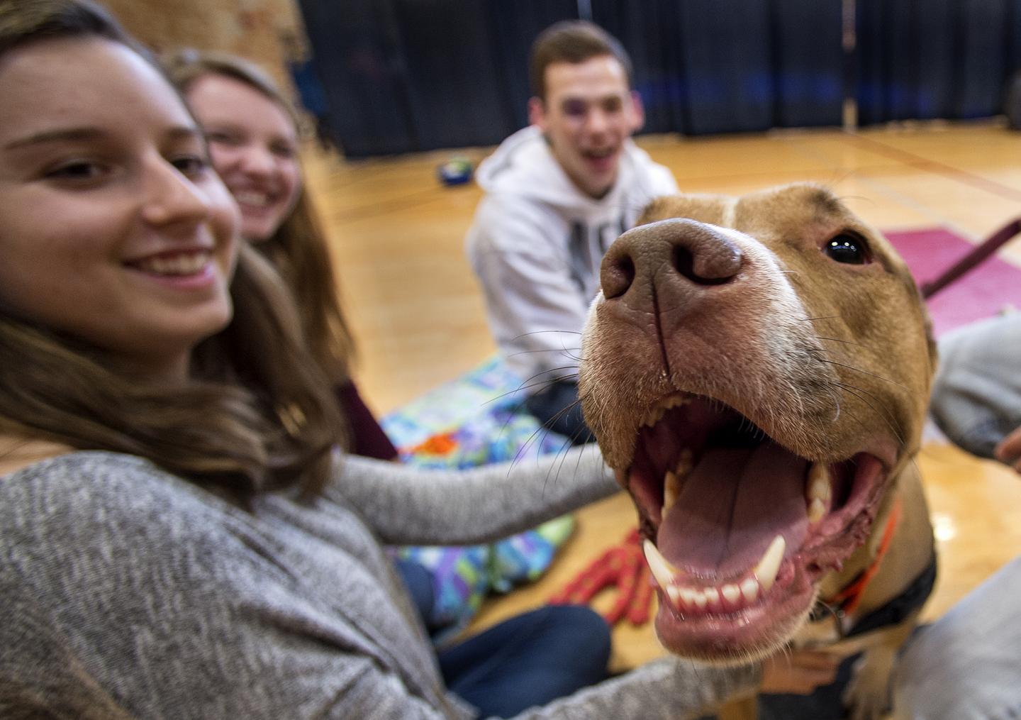 petting dogs and cats reduces stress petting dogs and cats reduces stress