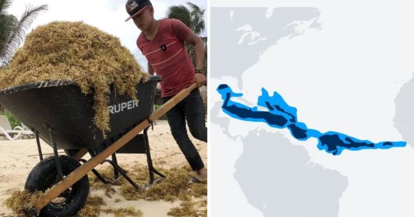 Scientists Discover Massive Seaweed Patch Stretching From Mexico to Africa