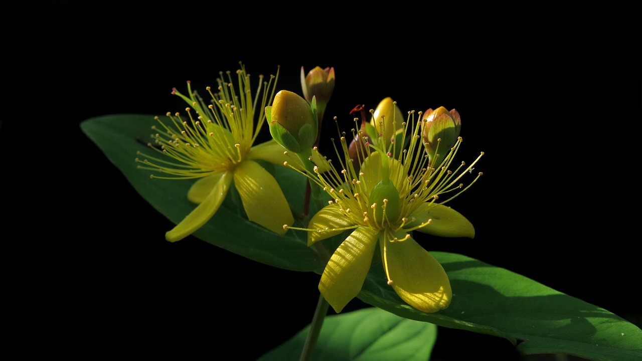 st-johns-wort-3609268_1280 st-johns-wort-3609268_1280