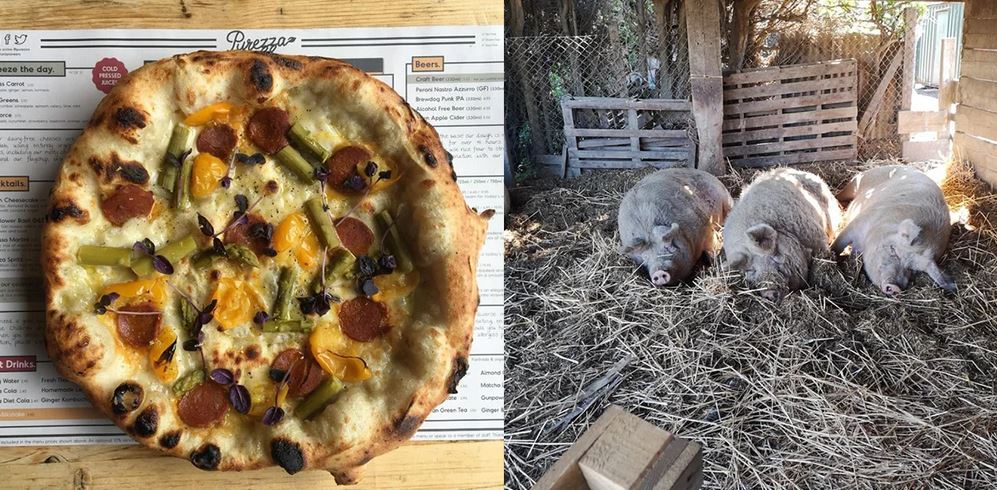 Vegan Pizzeria To Donate 100% Of Profits From New Pizza To Build Homes for Rescue Pigs