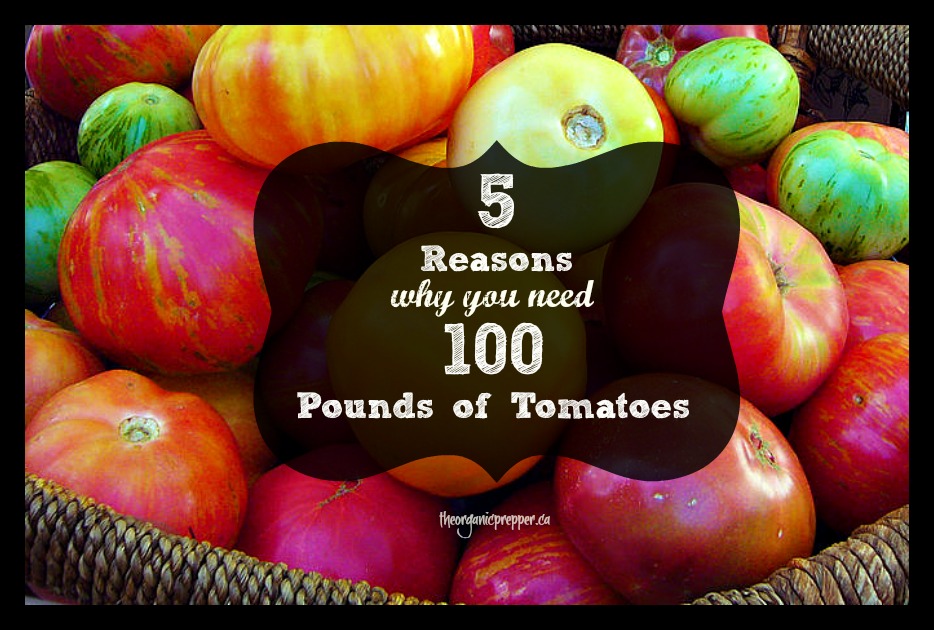 5-reasons-why-you-need-100-pounds-of-tomatoes 5-reasons-why-you-need-100-pounds-of-tomatoes