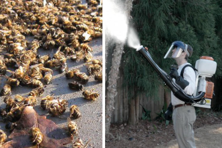 Deaad-Bees-Spraying-Pesticides