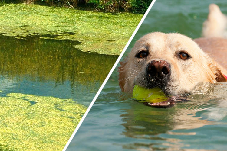 Dogs-in-Toxic-Algae