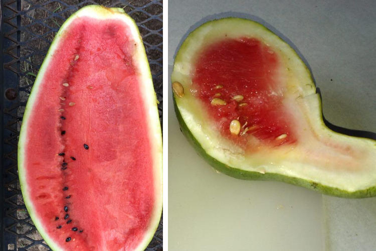 Watermelons