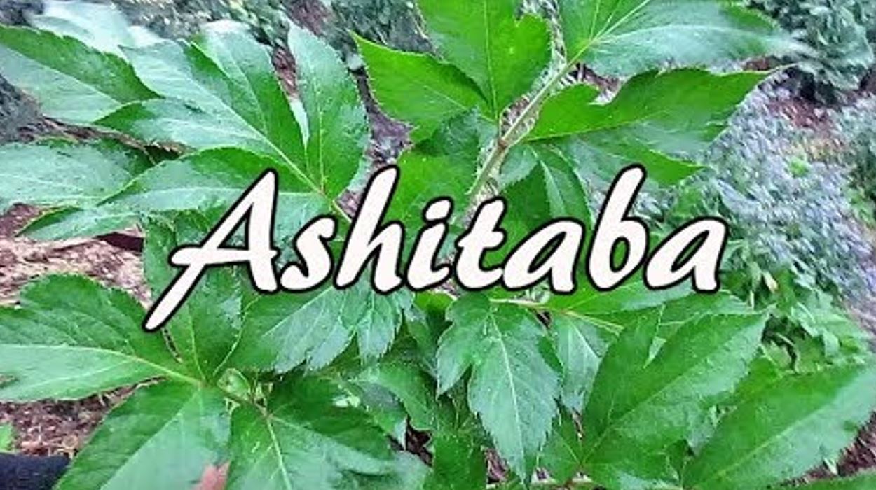 ash 1