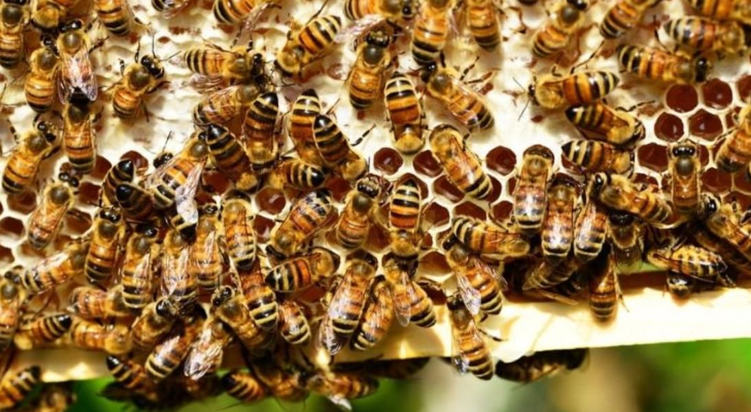 bees pesticides TMU bees pesticides TMU