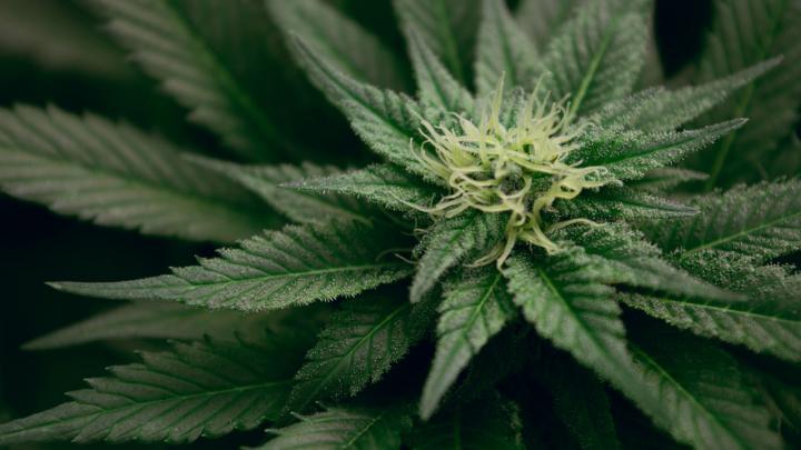cannabis UNM Esteban Lopez cannabis UNM Esteban Lopez