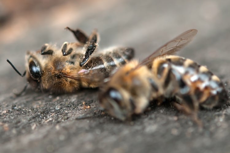 dead-bees