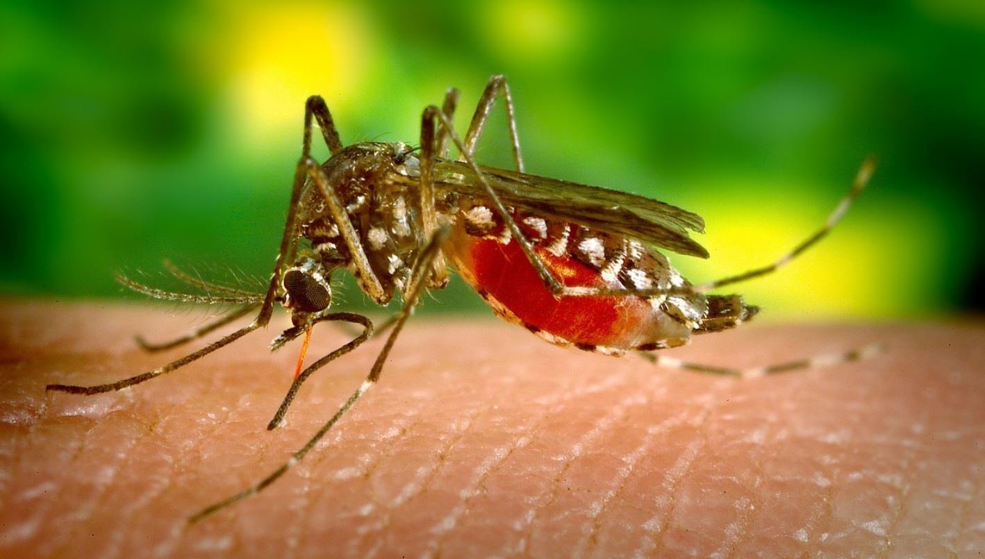 dengue pixabay