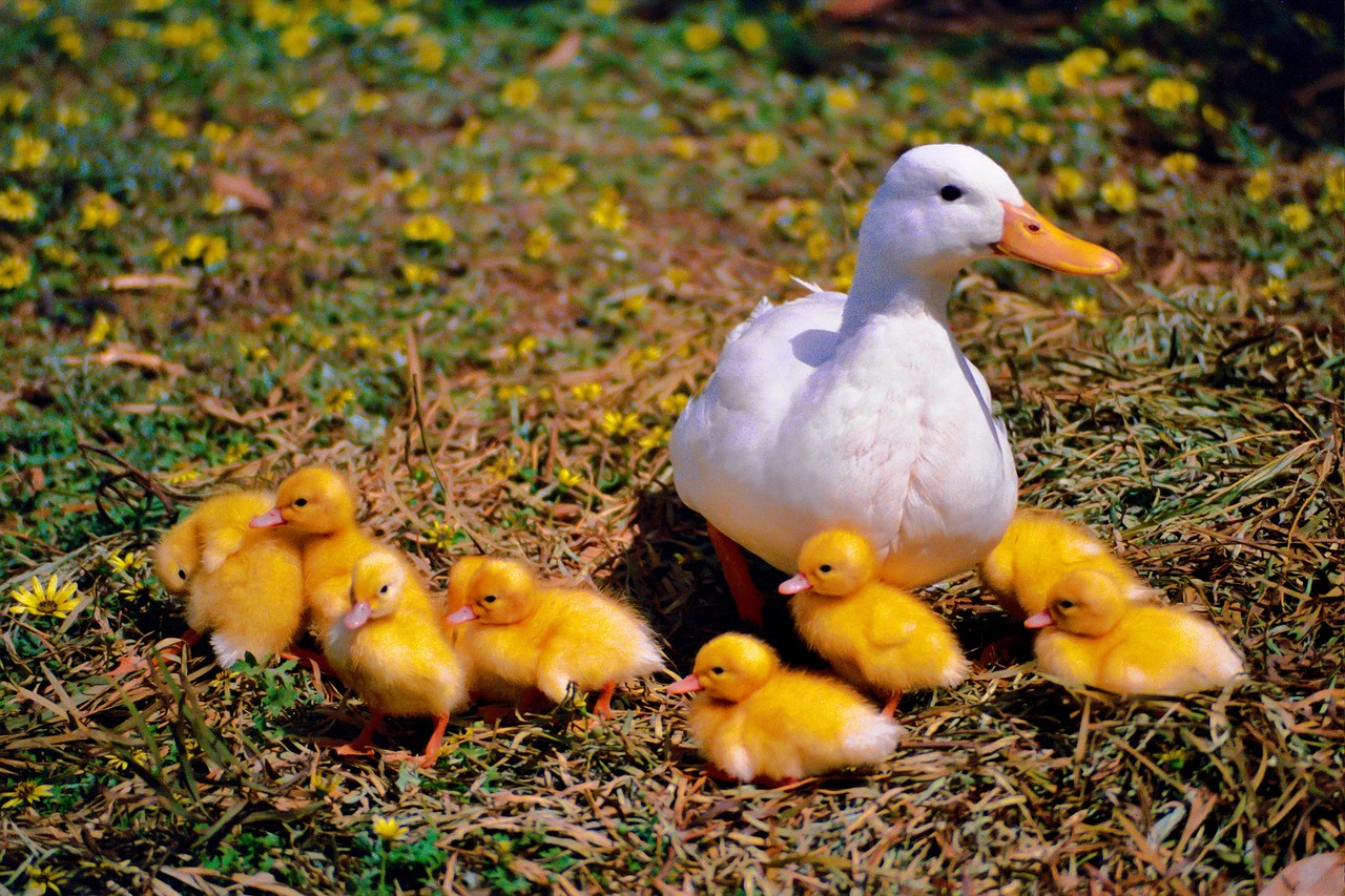 duck-1018913_1280