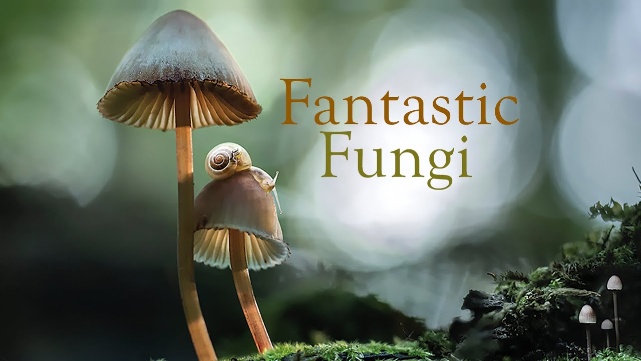 fungi fungi