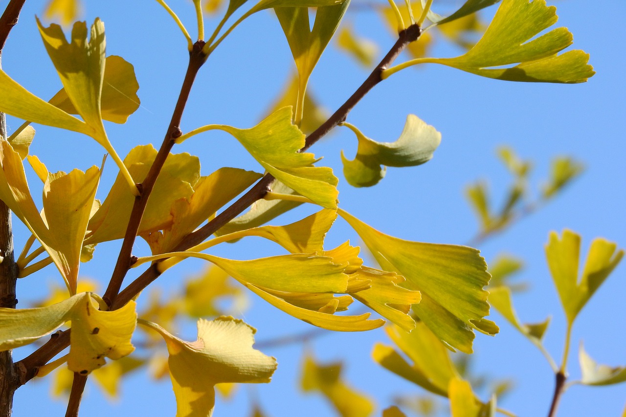 ginkgo-biloba-for diabetes