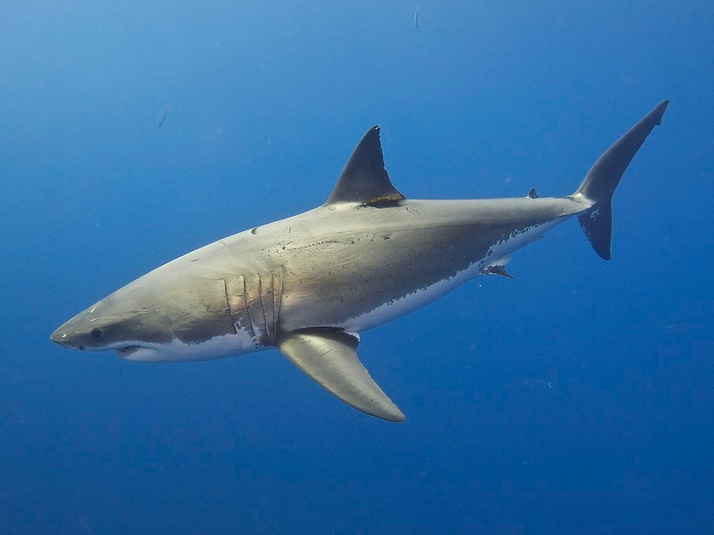 Scientists Don’t Know Why Great White Sharks Disappeared From Cape Town Waters