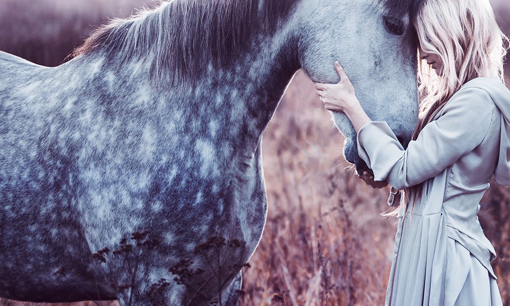horses horses