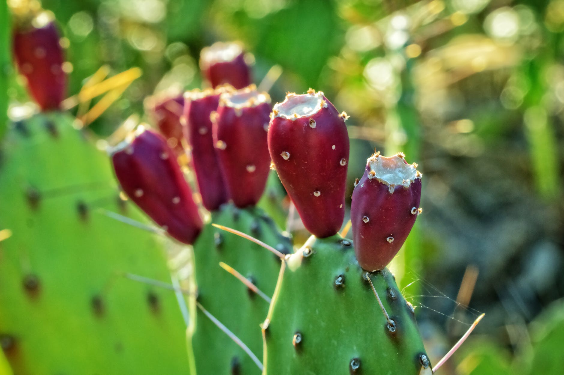 pricklypear
