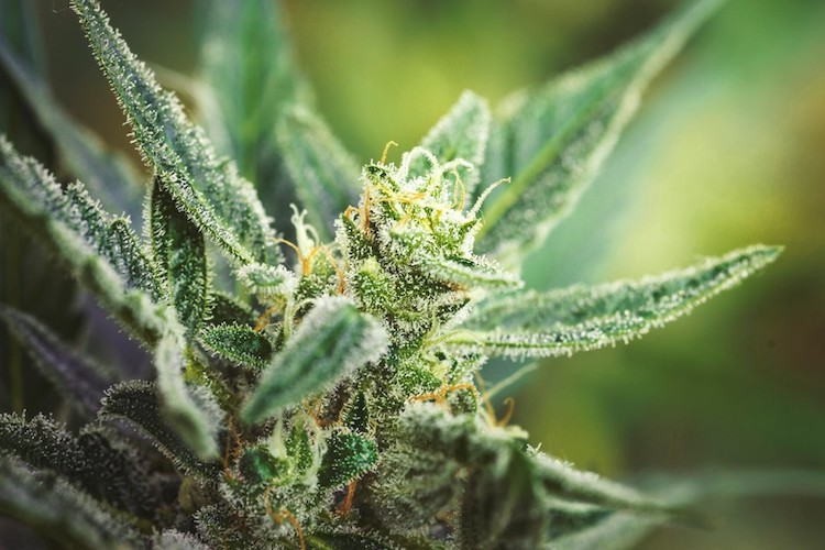 Cannabis-Flower-1