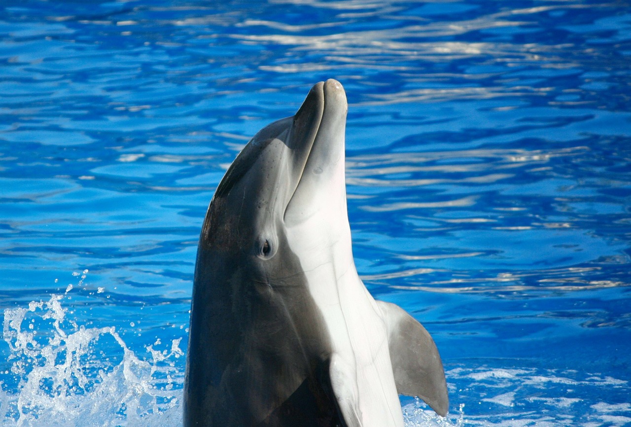 bottlenose-dolphin bottlenose-dolphin