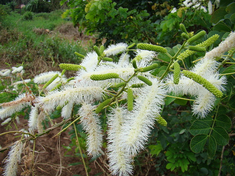 Compounds Extracted from Cerrado Plant Combat Thrush and Candidiasis
